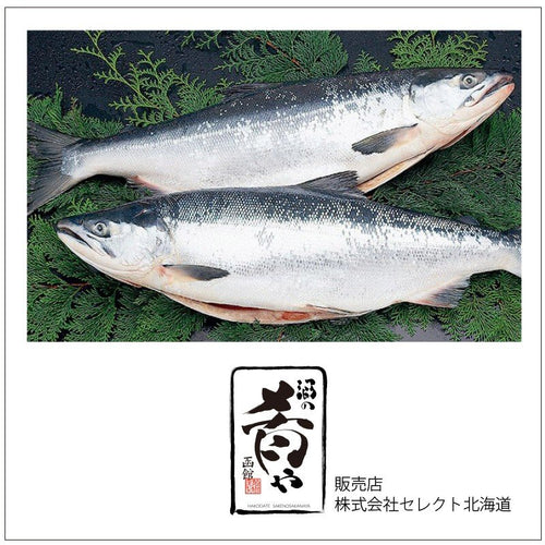北洋産甘塩紅鮭「姿」1尾(約2kg/2.4kg/2.8kg)